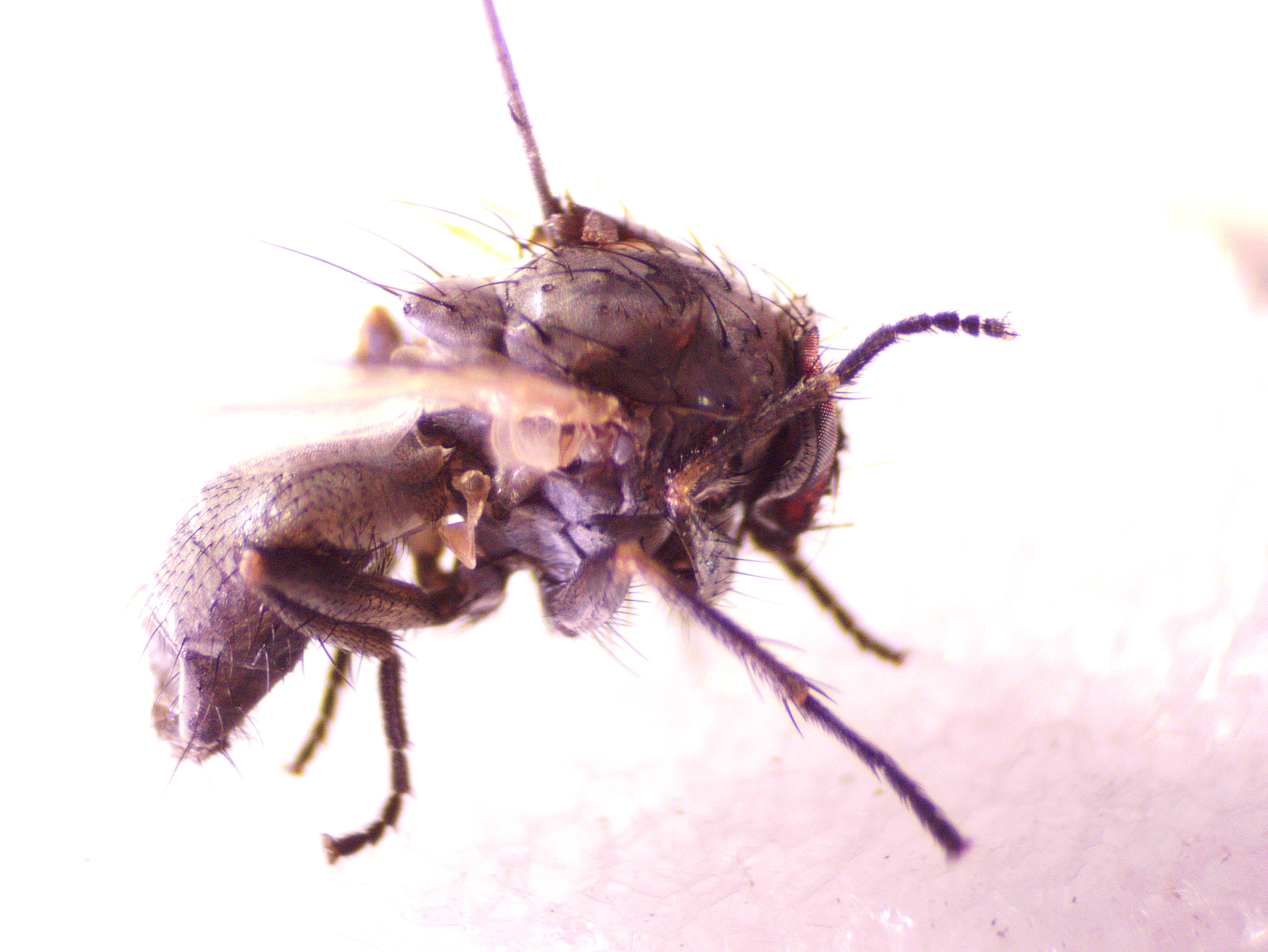 Anthomyiidae? Dipterists forum